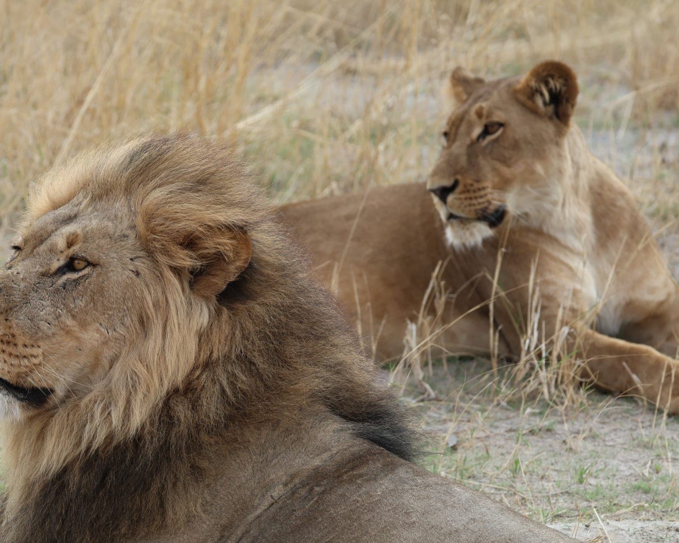 Lions in the Okavango