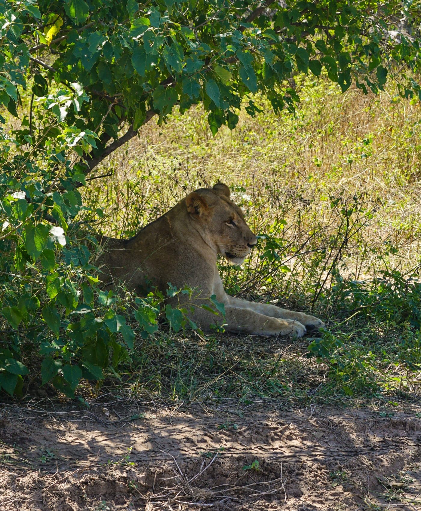 Une lionne se repose à l’ombre de la végétation dans le parc national de Chobe