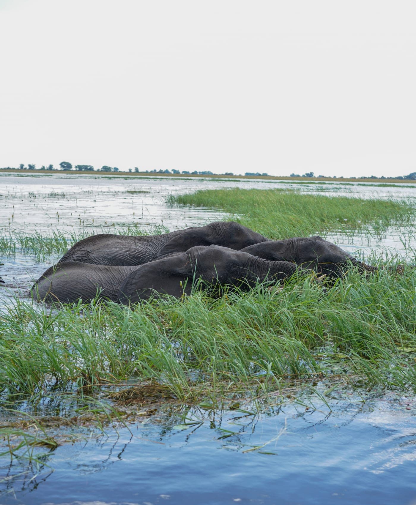 Un groupe d’éléphants se baigne dans les prairies inondées du Chobe