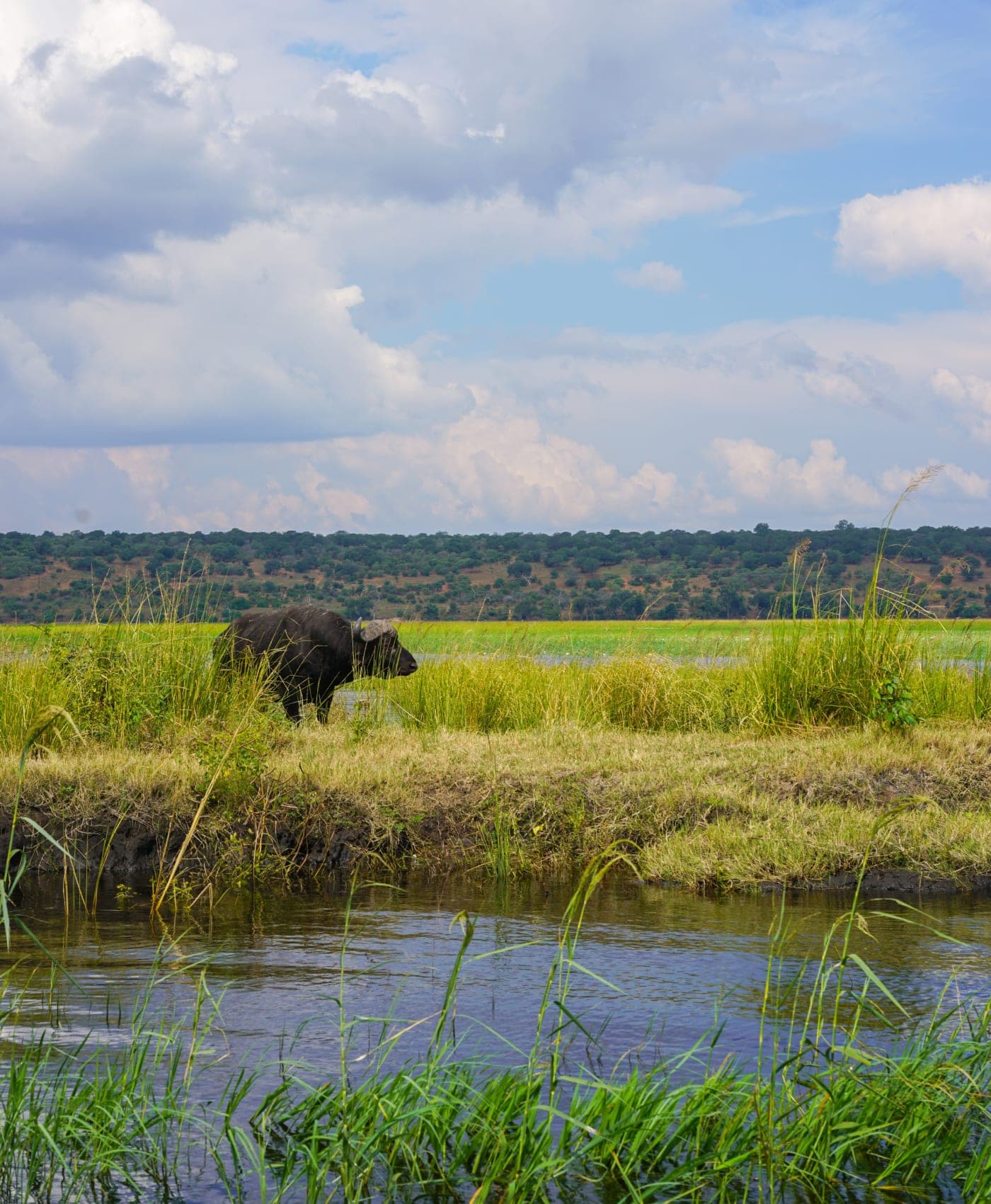 Un éléphant broute au bord de la plaine inondable du Chobe sous les nuages qui s’amoncellent
