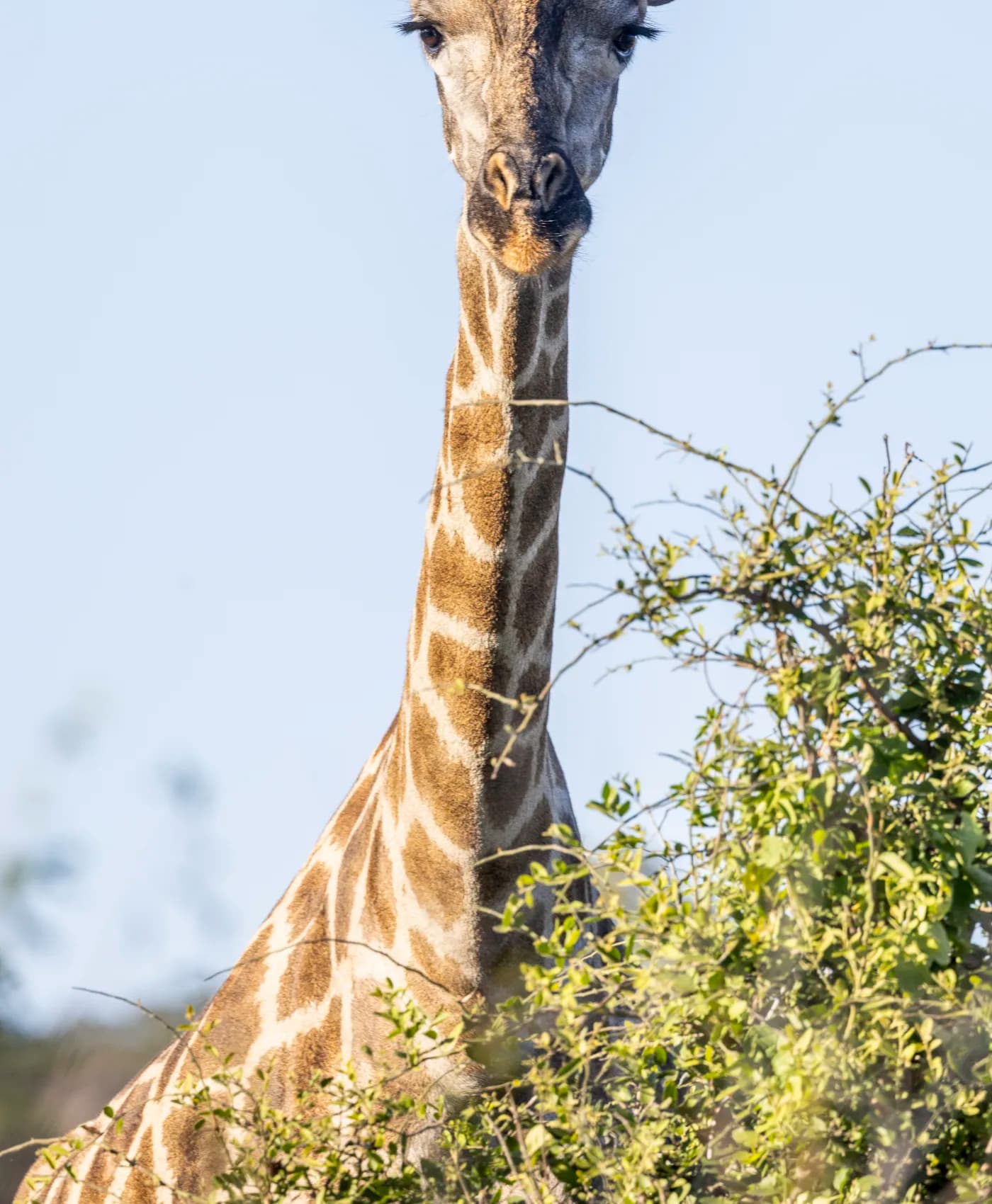 Une girafe lève la tête au-dessus d’un acacia sous le ciel pâle du Botswana
