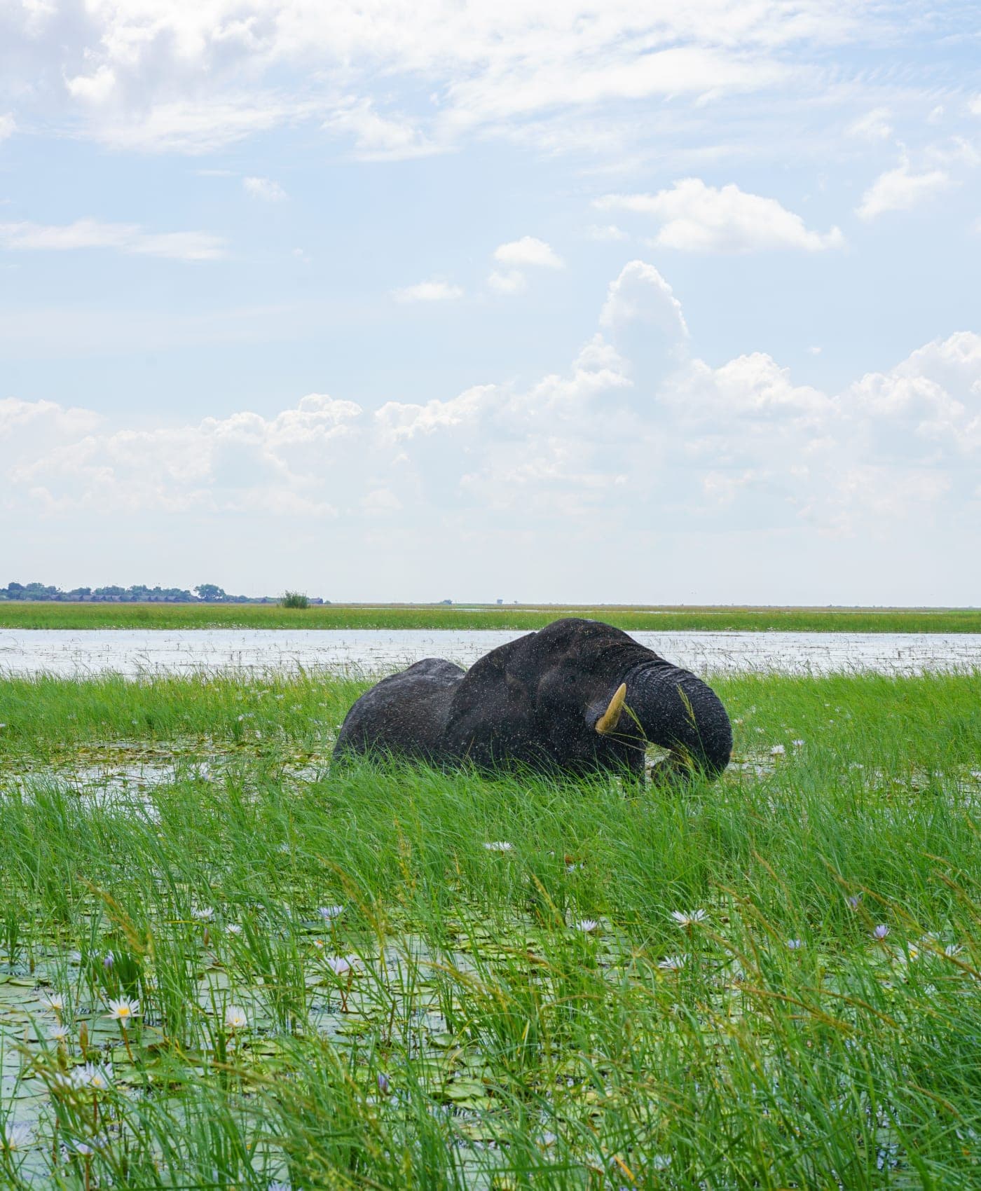 Un éléphant se repose dans l’herbe inondée du Chobe sous un vaste ciel nuageux