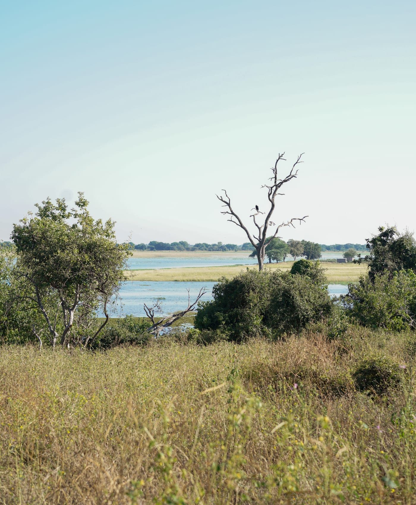 La plaine inondable du Chobe vue du camp, un arbre nu et un oiseau au-dessus de l’eau