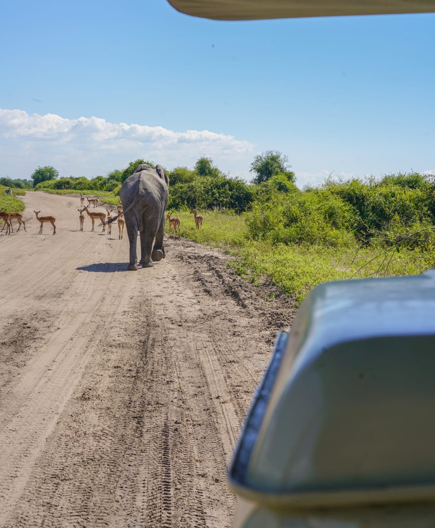 Un éléphant passe près d’un troupeau d’impalas sur une piste de sable, vu depuis un véhicule de safari dans Chobe