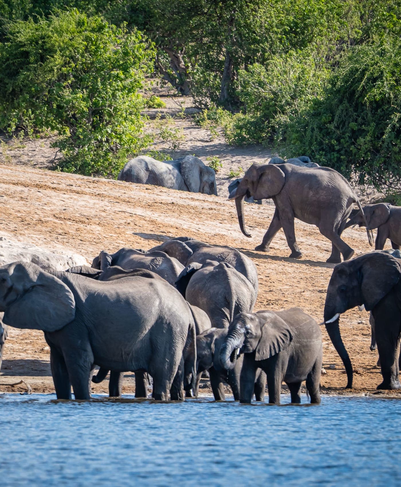 Un troupeau d’éléphants près du fleuve Chobe