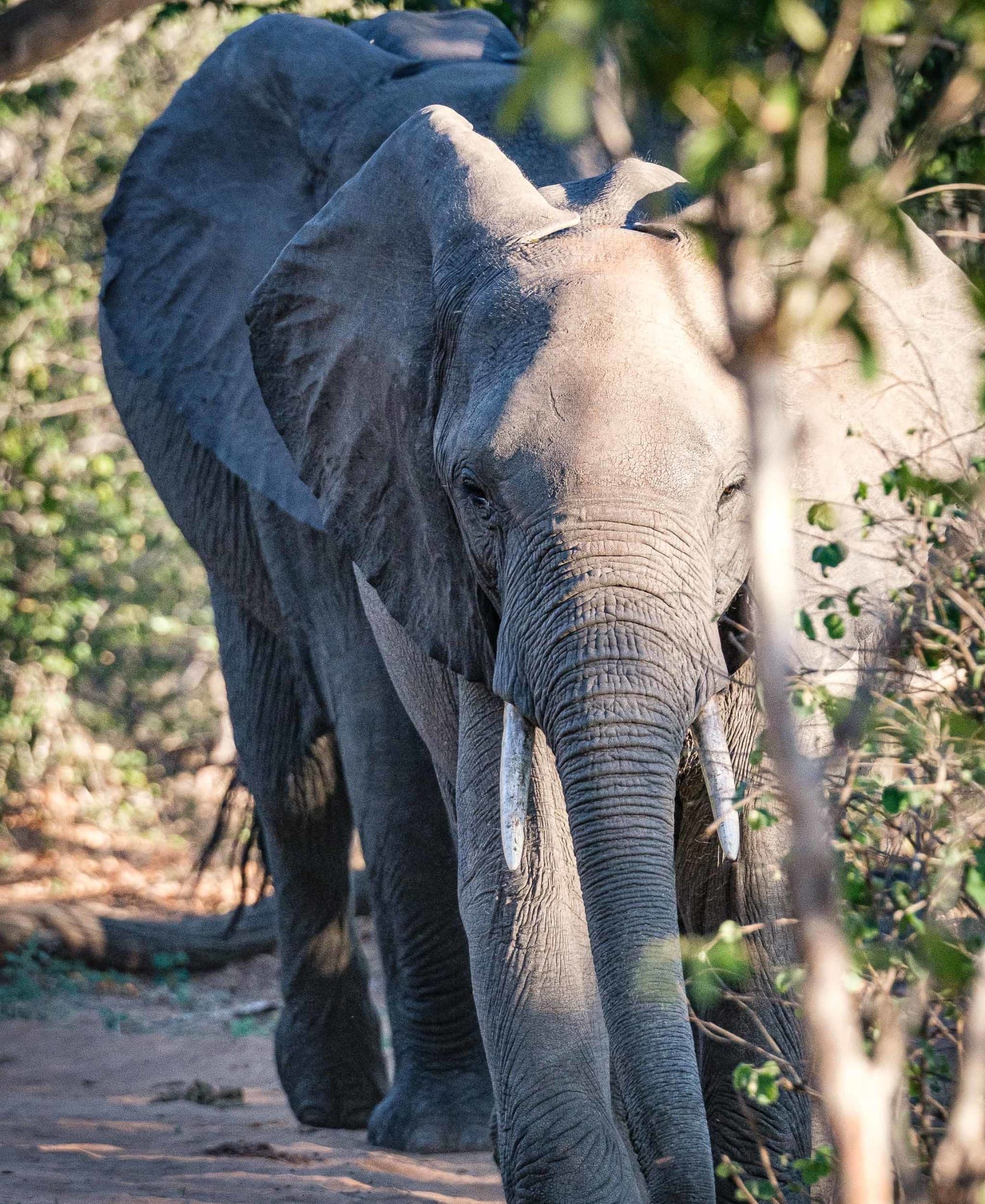 Wildlife in Chobe National Park