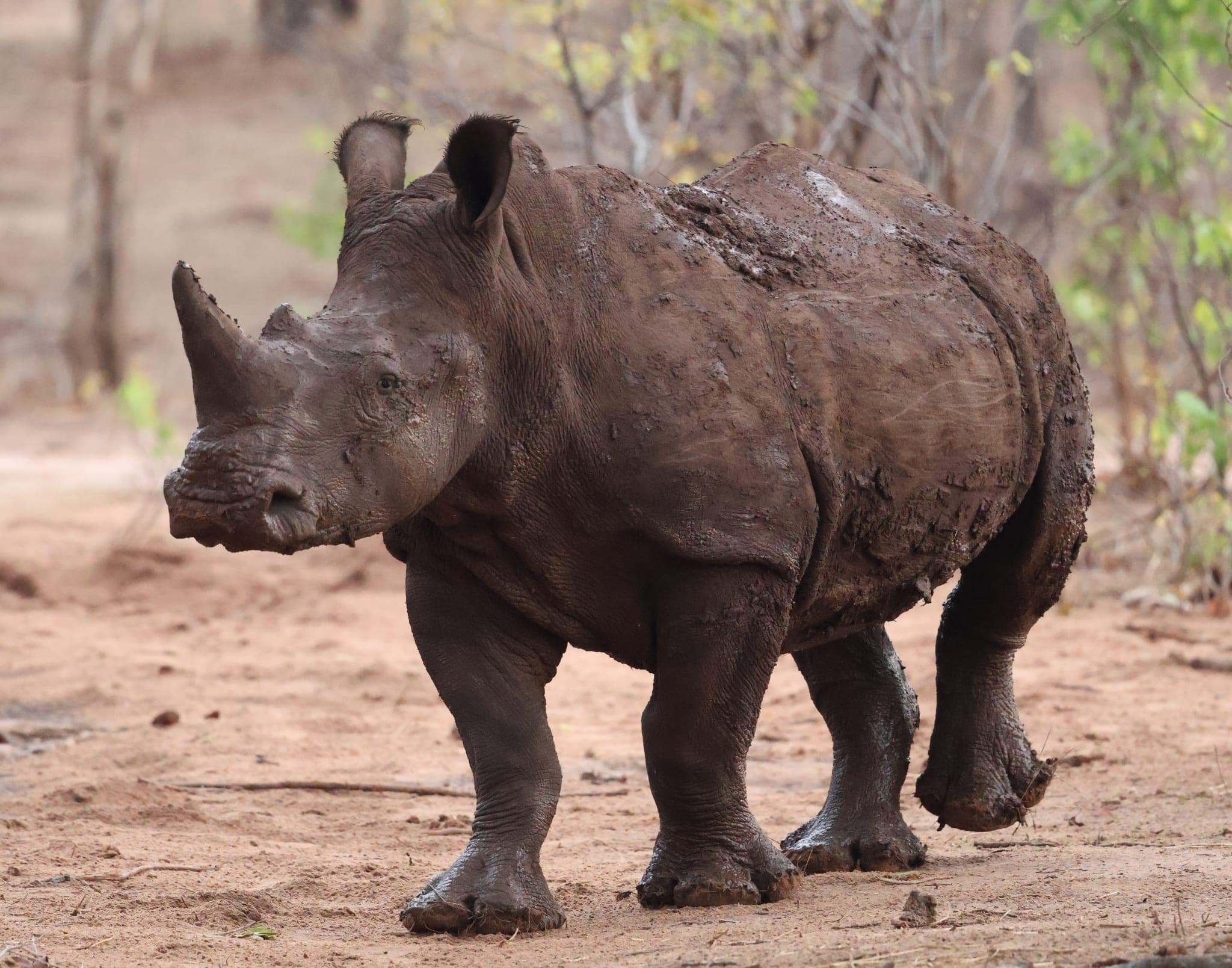 Un rhinocéros dans la concession de l’Okavango