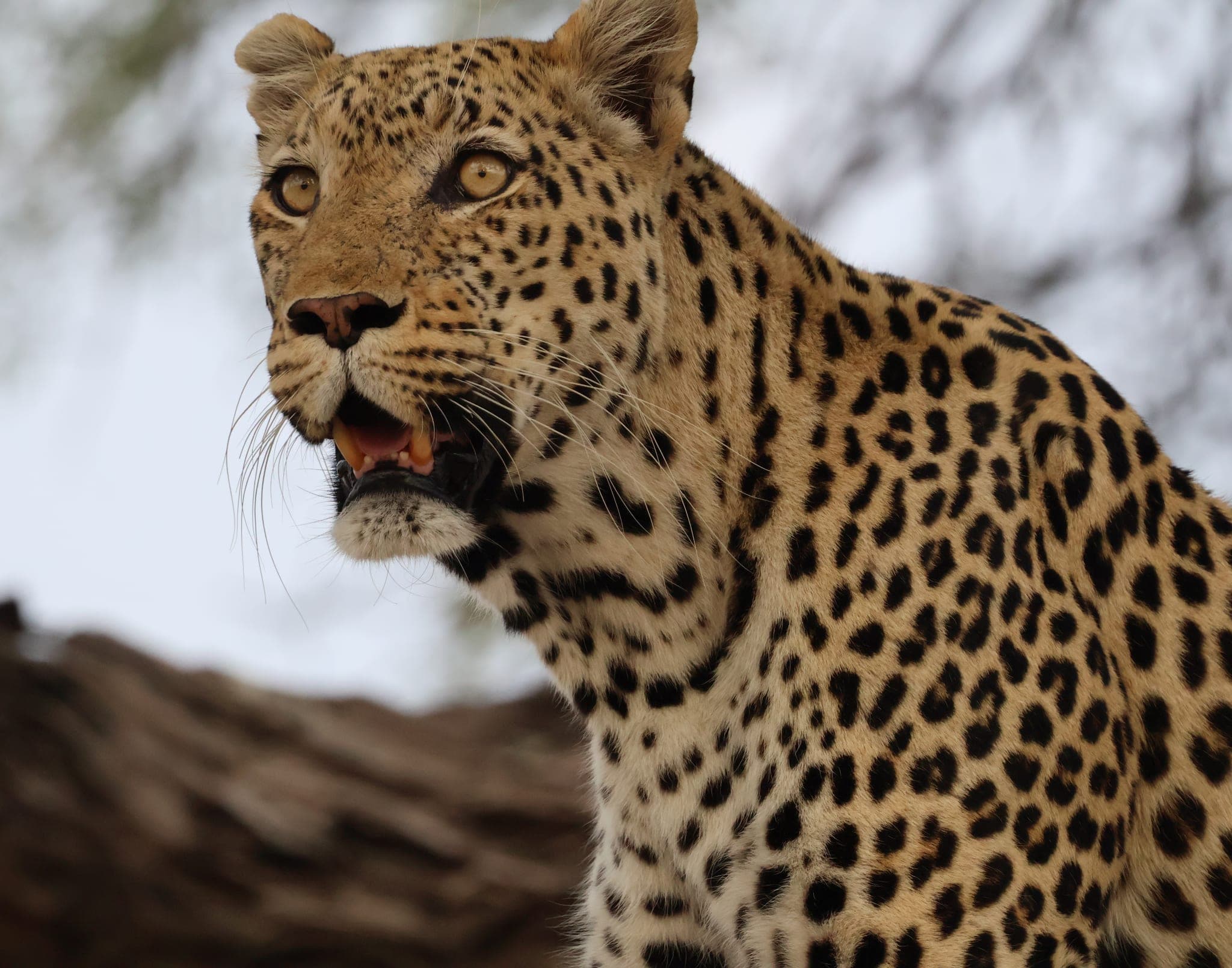 Un léopard dans le parc national de Chobe