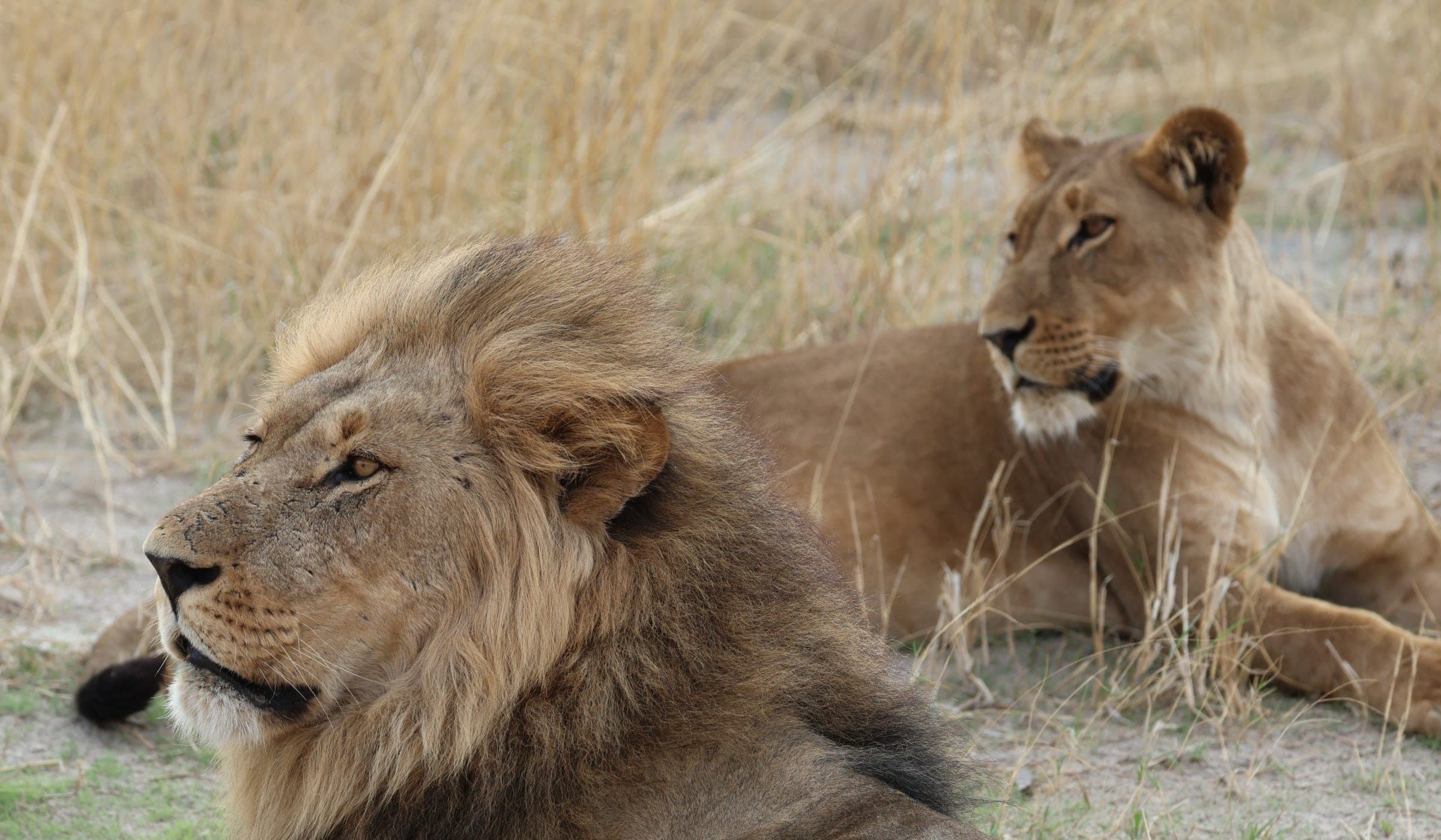 Lions in the Okavango