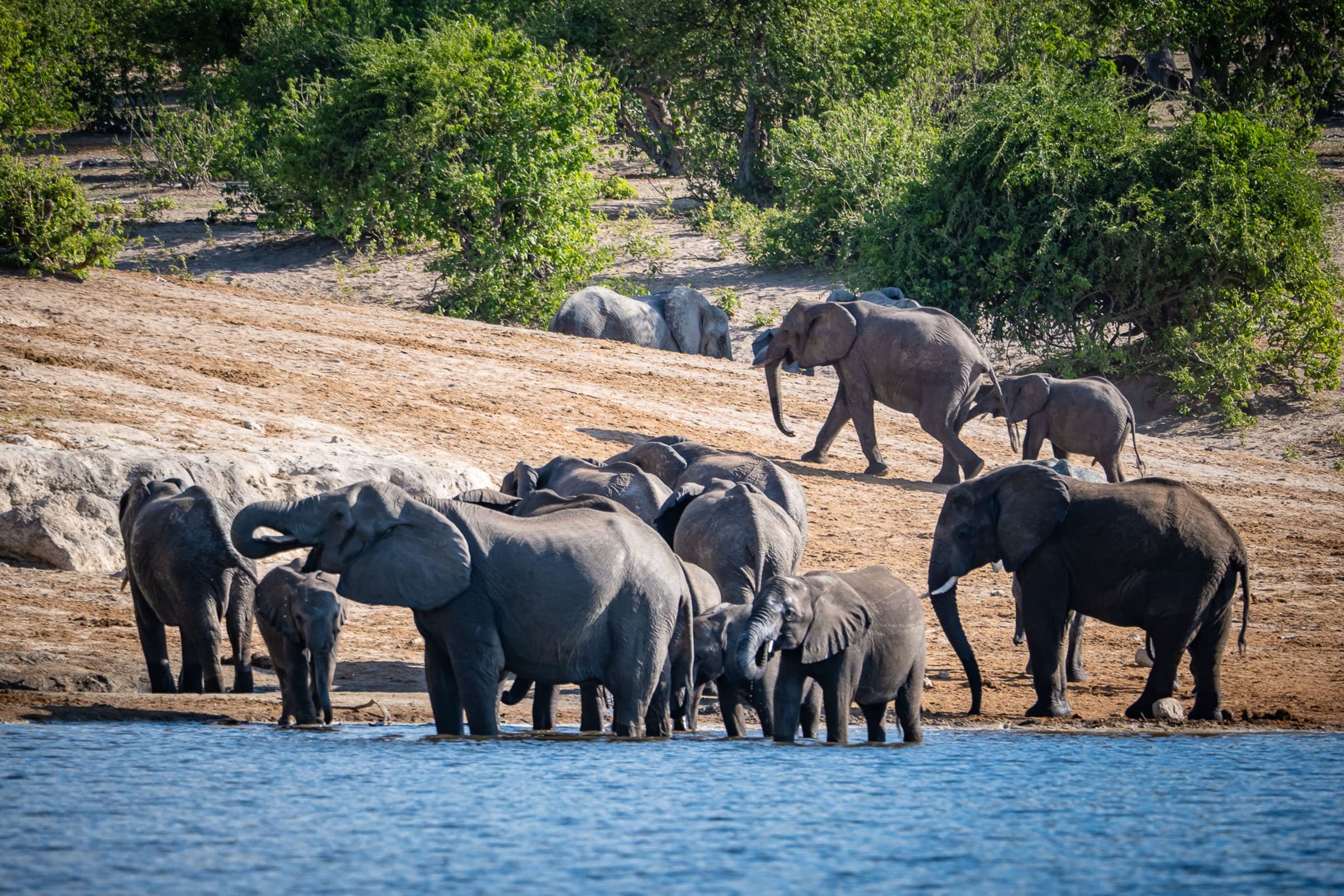 An elephant herd drinking at the Chobe River