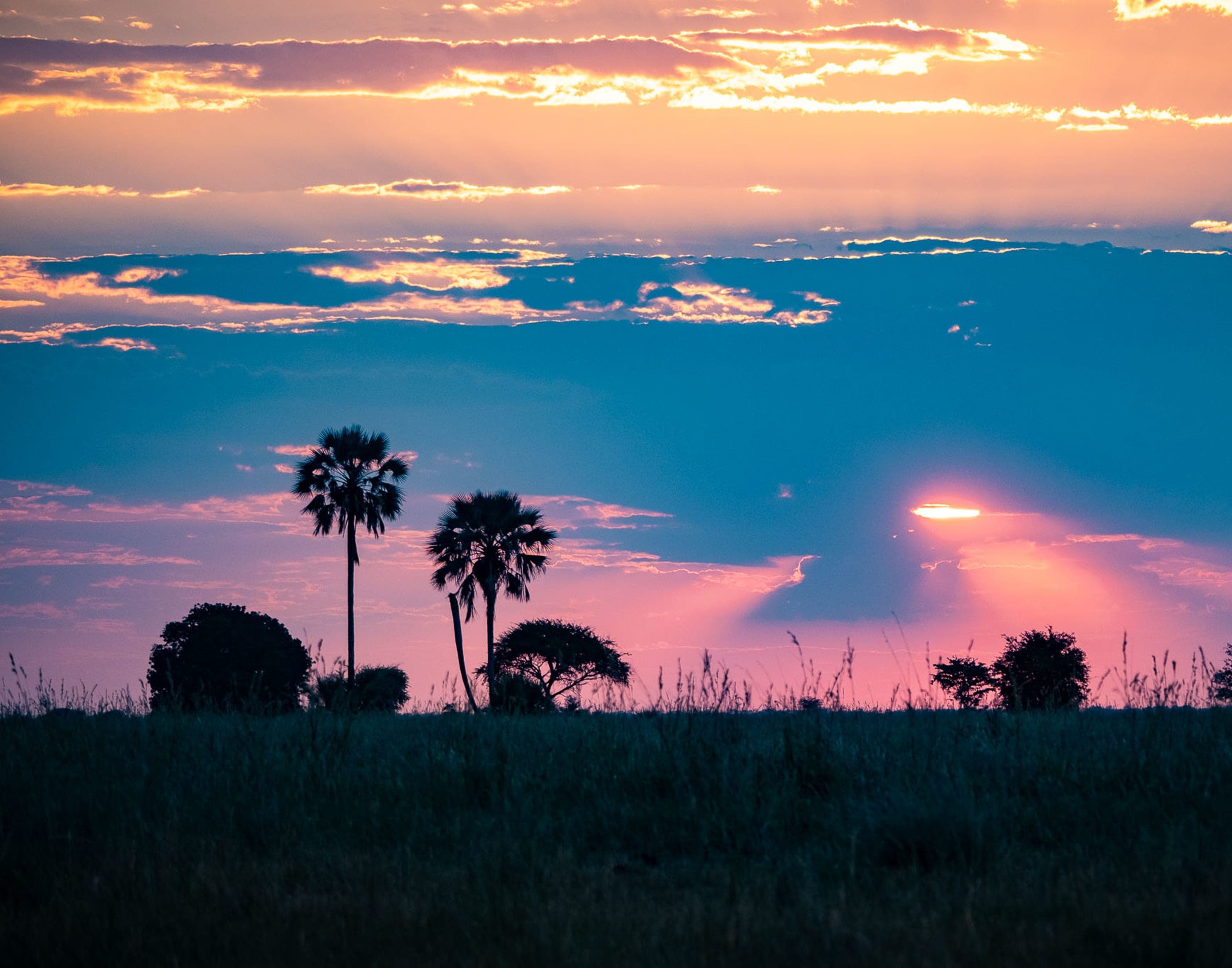 Palm-tree shadows over the plains at Munga Plains