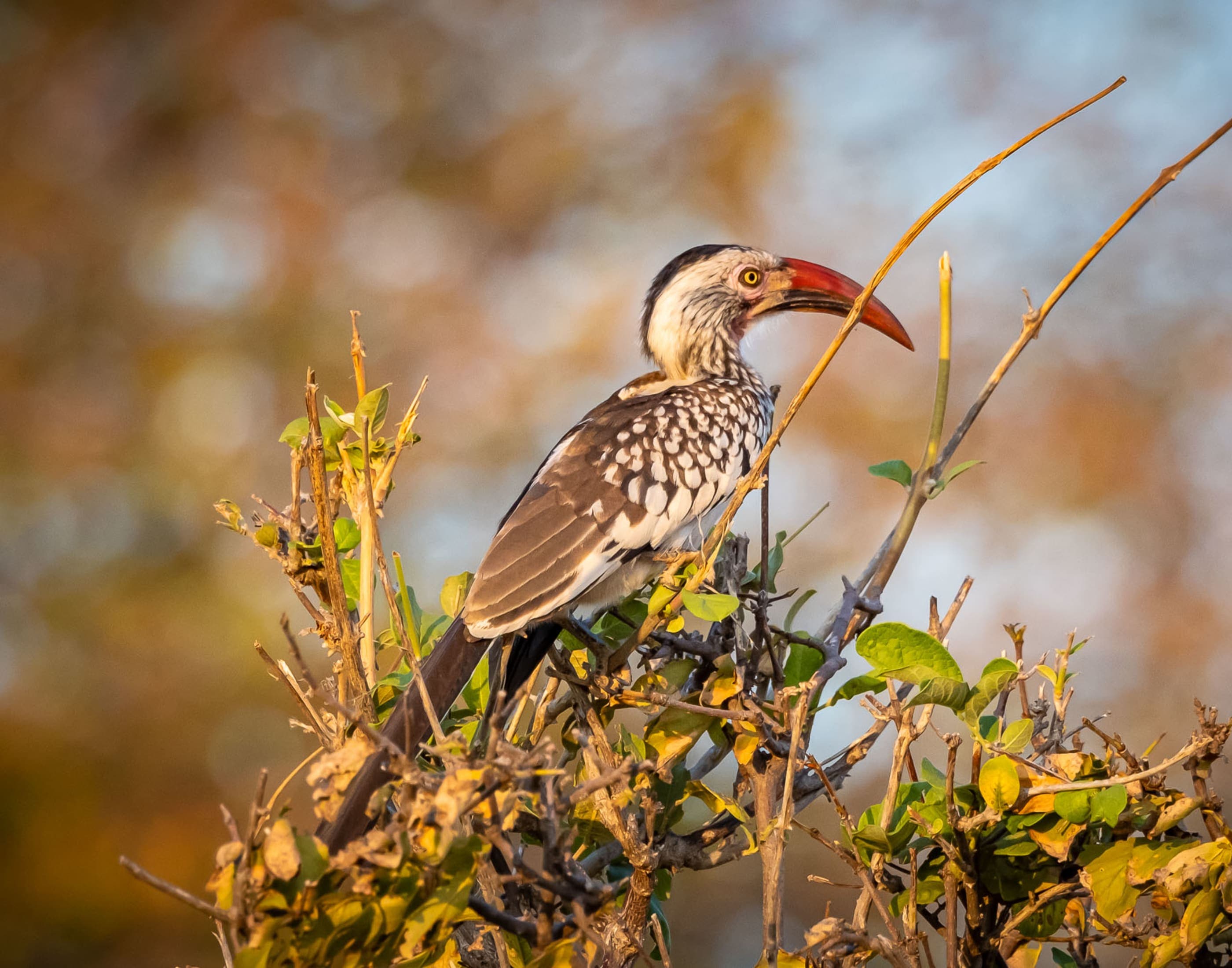 A hornbill perched on a branch