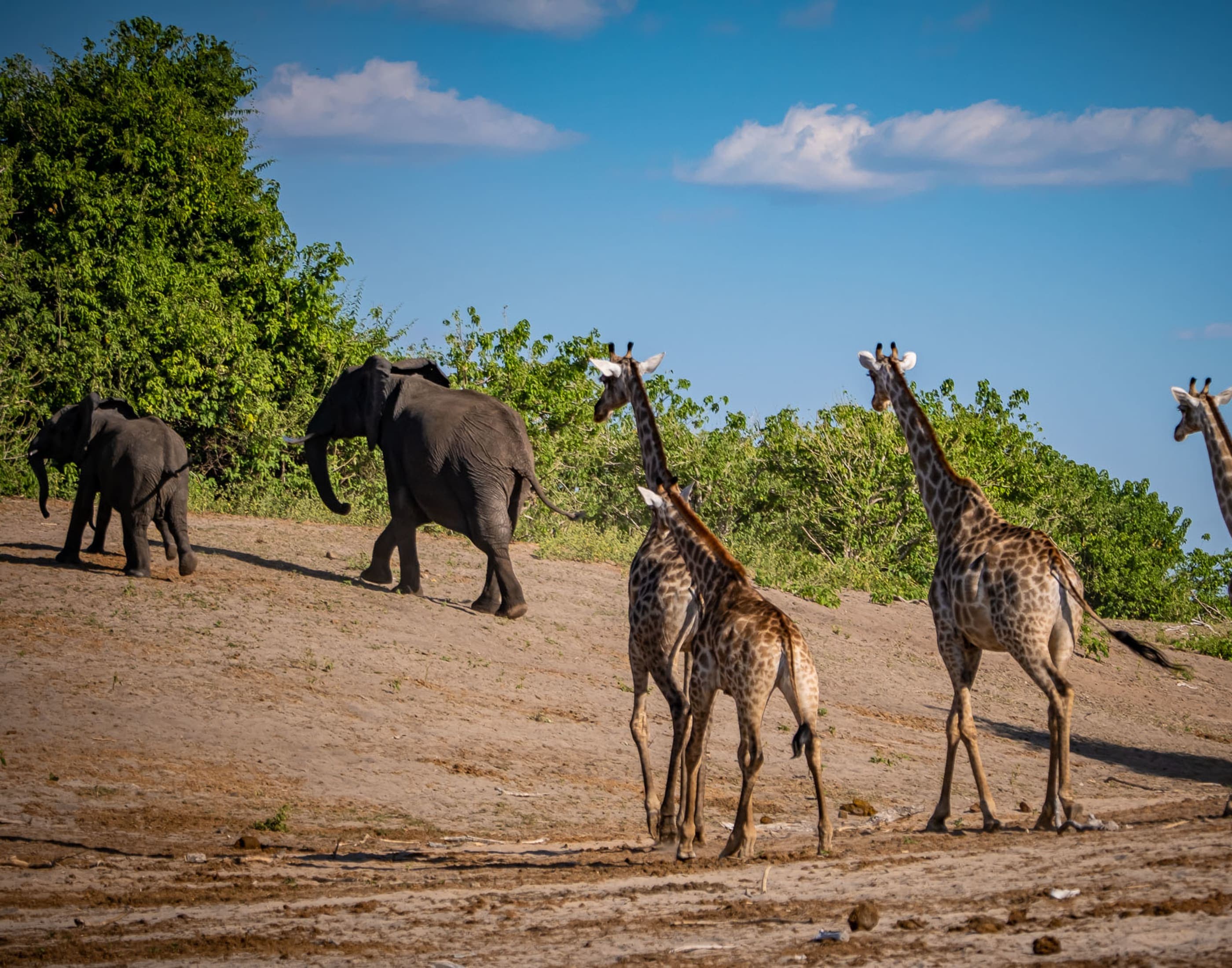 Giraffes and an elephant by the Chobe River