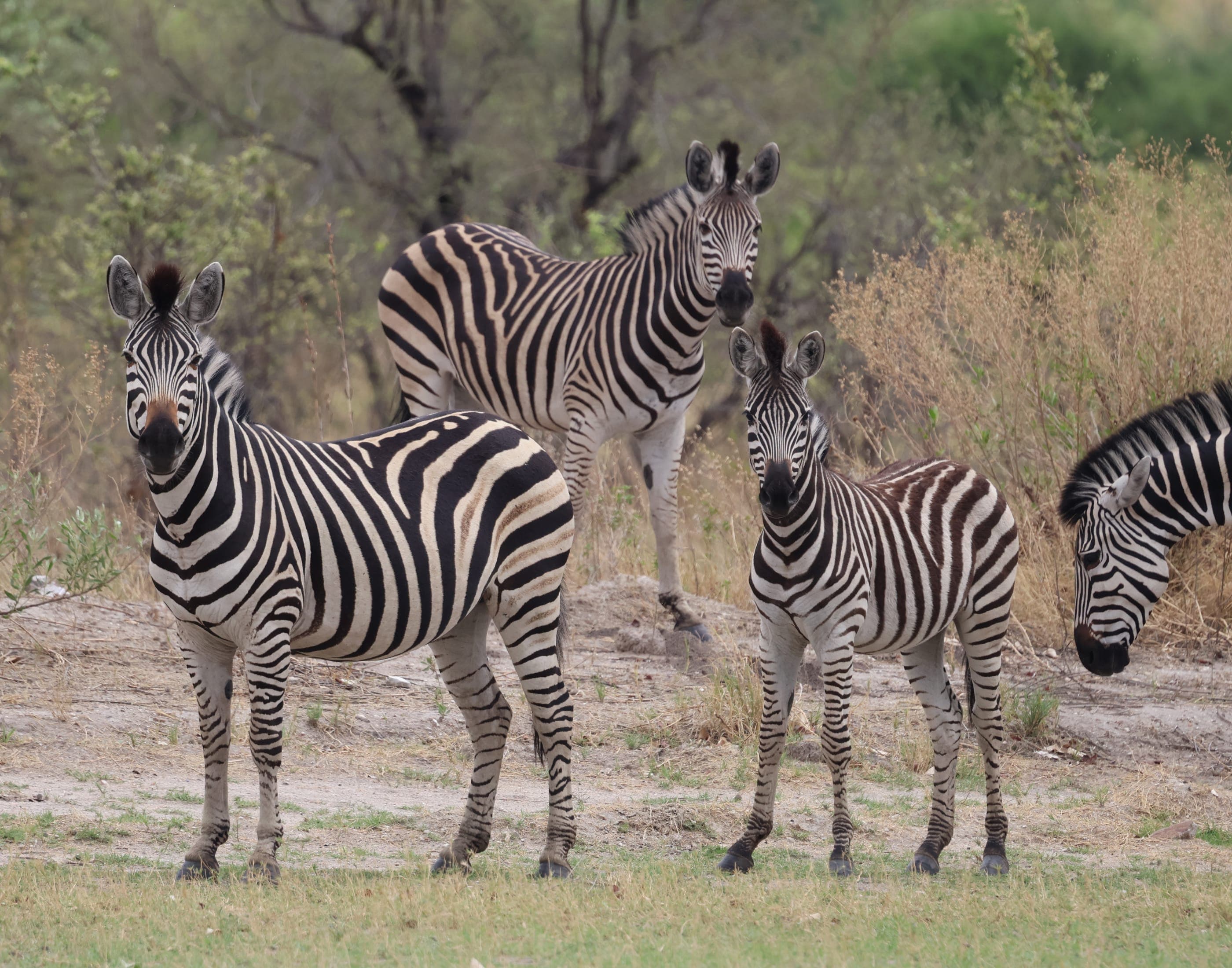 A zebra herd on the plains
