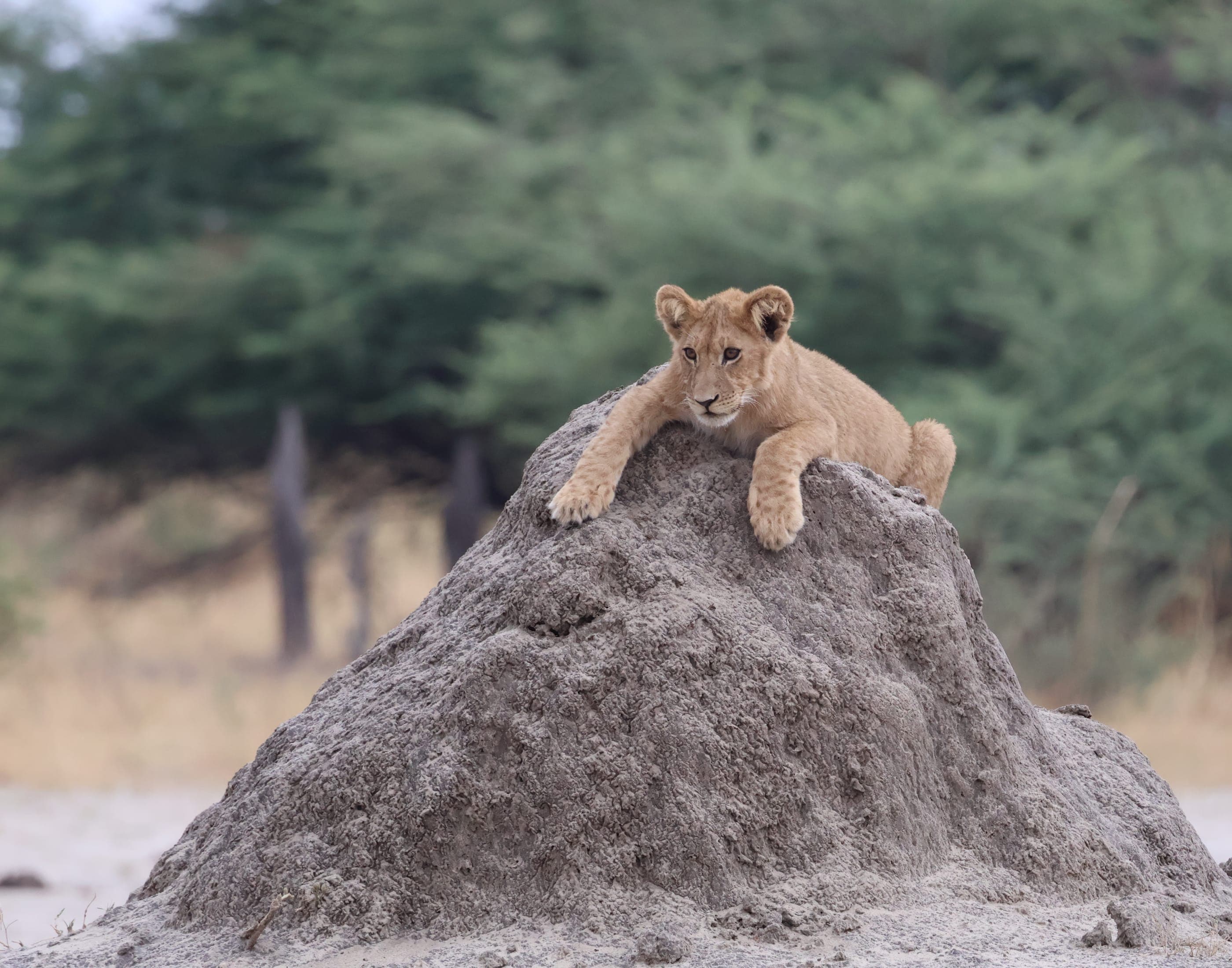 On a drive through Chobe