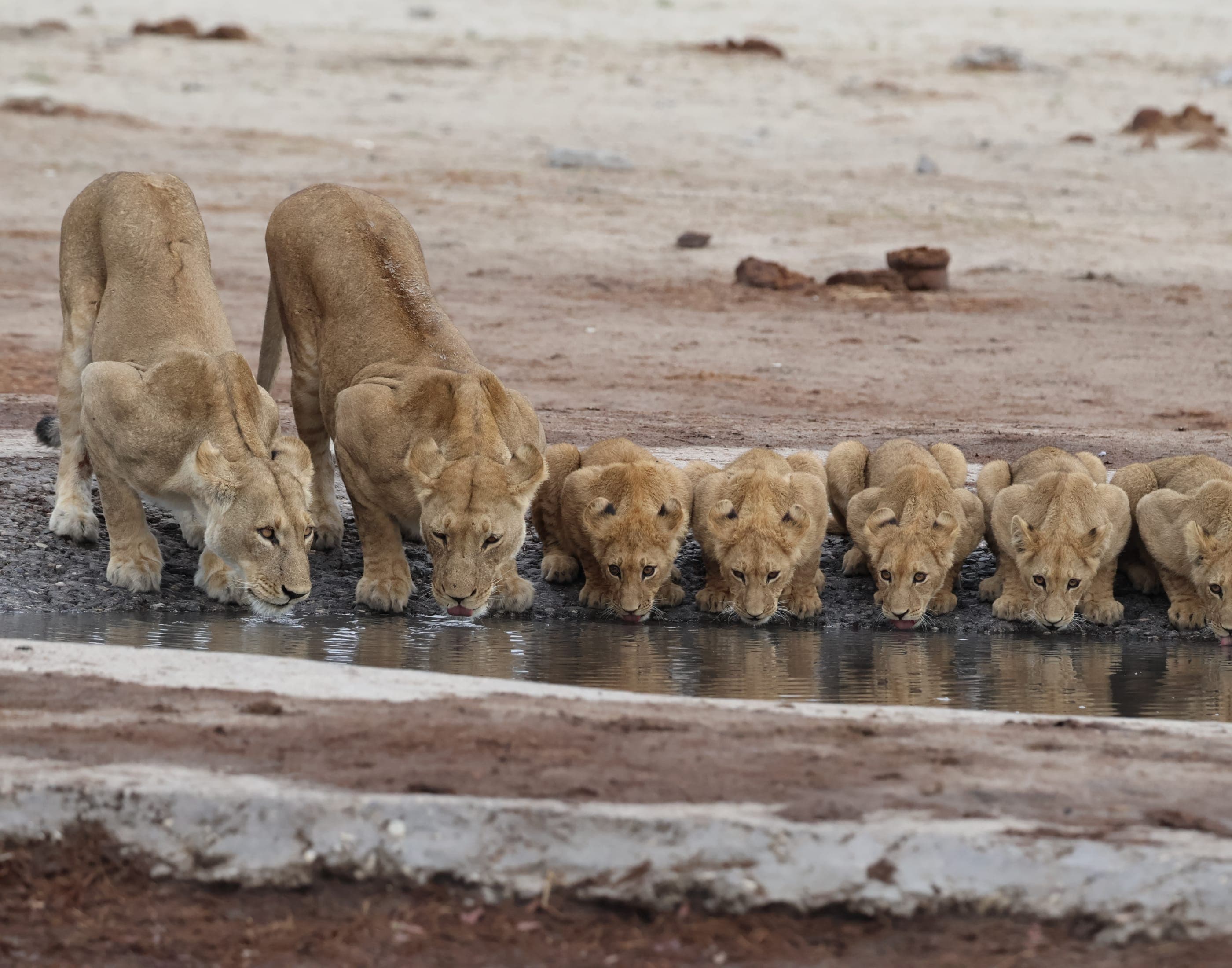 Lions by the road, Chobe