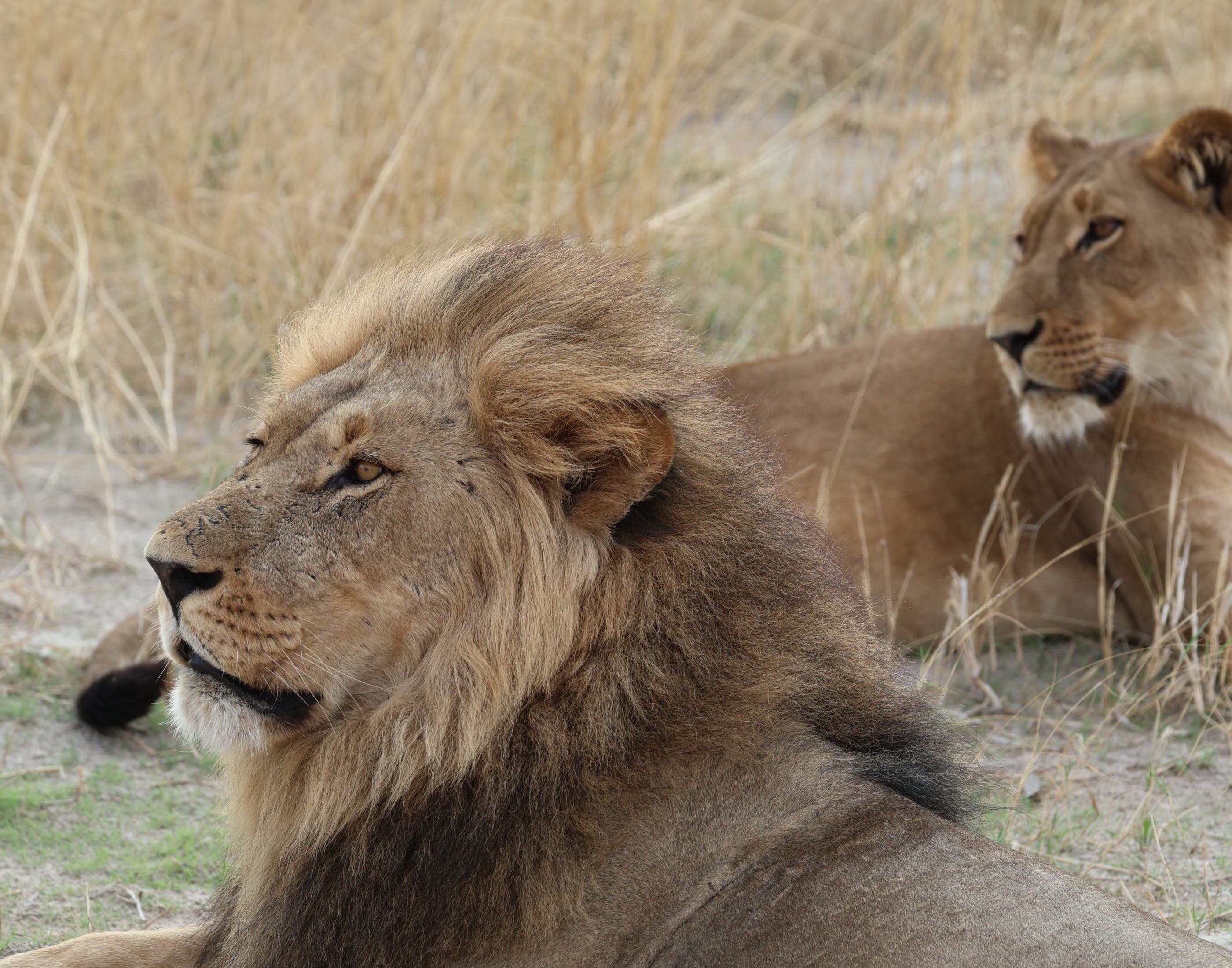 Lions in the Okavango